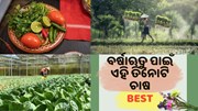 ବର୍ଷା ଋତୁରେ ଚାଷ କରନ୍ତୁ ଏହି ତିନୋଟି ଫସଲ, କରିବେ ଭଲ ରୋଜଗାର  ବର୍ଷା ଋତୁରେ ଚାଷ କରନ୍ତୁ ଏହି ତିନୋଟି ଫସଲ, କରିବେ ଭଲ ରୋଜଗାର