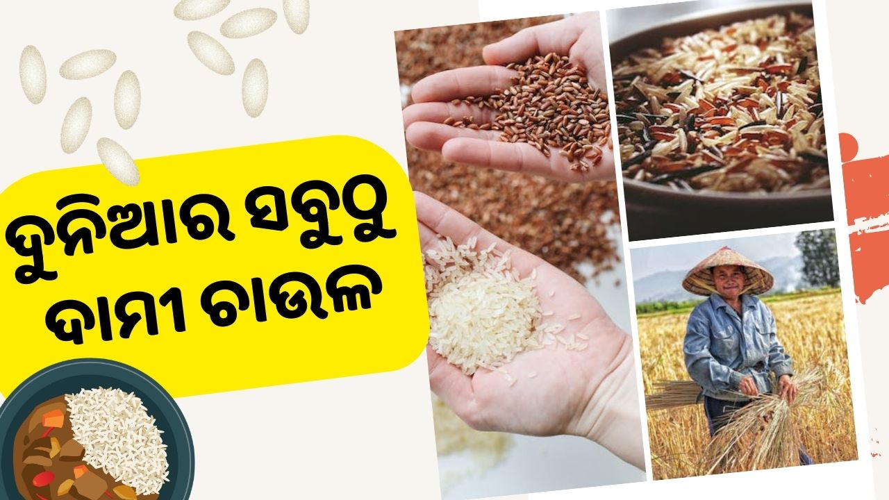 The most expensive rice in the world costs between 12,000 and 15,000 rupees per kg pic credit@pexel.com