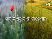 ଏବେ ଘାସ ଚାଷରୁ ବି କରନ୍ତୁ ଲକ୍ଷ ଲକ୍ଷ ରୋଜଗାର……