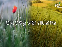 ଏବେ ଘାସ ଚାଷରୁ ବି କରନ୍ତୁ ଲକ୍ଷ ଲକ୍ଷ ରୋଜଗାର…… ଏବେ ଘାସ ଚାଷରୁ ବି କରନ୍ତୁ ଲକ୍ଷ ଲକ୍ଷ ରୋଜଗାର……