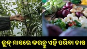 ଜାଣନ୍ତୁ,ଜୁନ୍ ମାସରେ କେଉଁ ଫସଲ କଲେ ହୋଇପାରିବେ ଲାଭବାନ ....