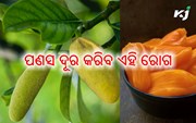 ରକ୍ତ ଶର୍କରାକୁ ନିୟନ୍ତ୍ରଣରେ ରଖିବ ପଣସ