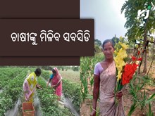 Greenhouse subsidy: ଏହି ସରକାର ଦେବେ ଗ୍ରୀନହାଉସ୍ ଚାଷ ପାଇଁ ସବସିଡି