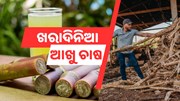 ଏବେ ଖରାଦିନେ ବି କରିହେବ ଆଖୁଚାଷ  