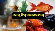 ଏବେ ଆପଣ ବି କରିପାରିବେ ଗୋଲ୍ଡ ଫିସ୍ ଚାଷ, ଜାଣନ୍ତୁ ଏହାର ଟେକନିକ୍...