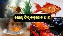 ଏବେ ଆପଣ ବି କରିପାରିବେ ଗୋଲ୍ଡ ଫିସ୍ ଚାଷ, ଜାଣନ୍ତୁ ଏହାର ଟେକନିକ୍...