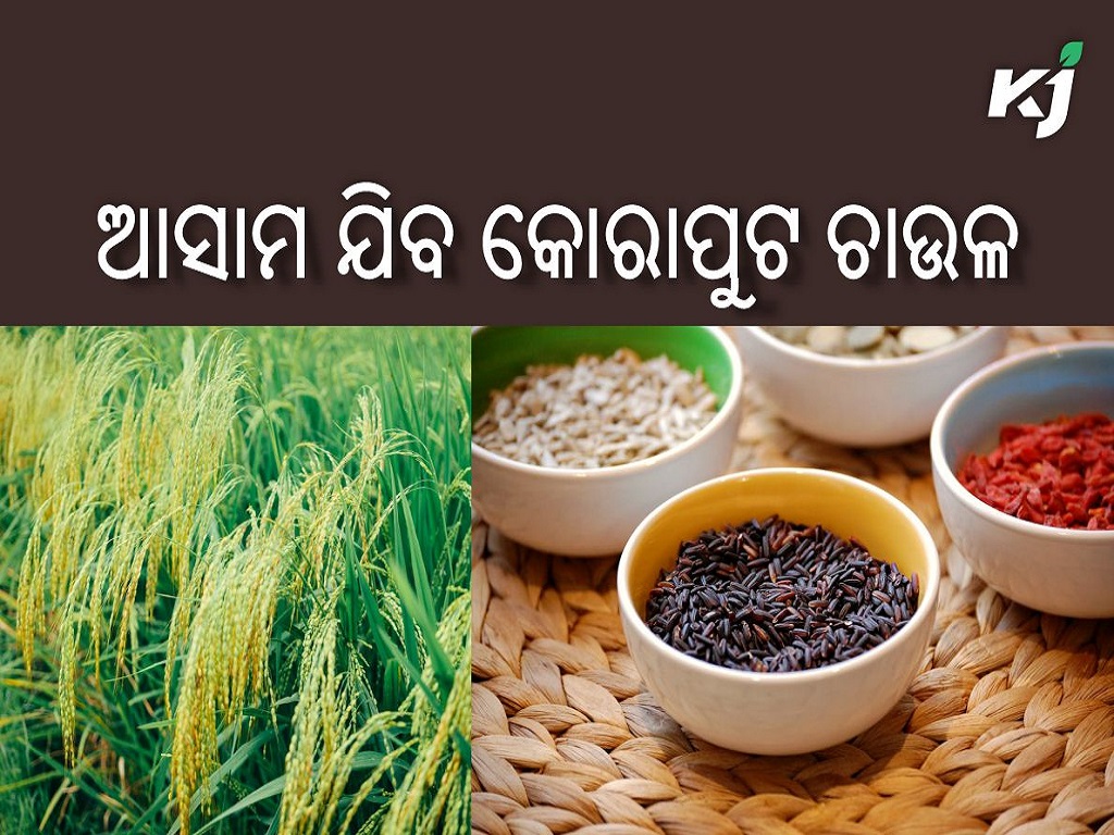 Kalavati rice of koraput to go to assam for research , image source - pexels.com