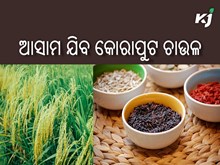 ଆସାମ ଯିବ ବିରଳ କିସମର ‘କଳାବତୀ’ ଚାଉଳ ଆସାମ ଯିବ ବିରଳ କିସମର ‘କଳାବତୀ’ ଚାଉଳ