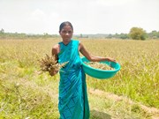 ପାରମ୍ପରିକ ମିଲେଟ ଚାଷ କରିବାରେ ଦେଶରେ ପ୍ରଥମ ରାଜ୍ୟ ଓଡ଼ିଶା