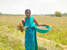 ପାରମ୍ପରିକ ମିଲେଟ ଚାଷ କରିବାରେ ଦେଶରେ ପ୍ରଥମ ରାଜ୍ୟ ଓଡ଼ିଶା ପାରମ୍ପରିକ ମିଲେଟ ଚାଷ କରିବାରେ ଦେଶରେ ପ୍ରଥମ ରାଜ୍ୟ ଓଡ଼ିଶା