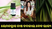 ଲେମନଗ୍ରାସ ଚାଷ କରି ଏବେ ଲାଭବାନ ହେଉଛନ୍ତି ଚାଷୀ...