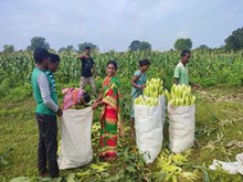 ମହିଳାଙ୍କୁ ରୋଜଗାର ଦେଉଛି ବାଡ଼ି ଯୋଜନା