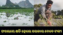 ଫସଲରେ କ୍ଷତି ହେଲେ ସରକାର ଦେବେ ଟଙ୍କା.. ଫସଲରେ କ୍ଷତି ହେଲେ ସରକାର ଦେବେ ଟଙ୍କା..