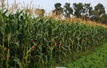 STIHL ର ଅଭିନବ କୃଷି ପ୍ରଣାଳୀ ସହ ବୃଦ୍ଧି କରନ୍ତୁ ମକା ଉତ୍ପାଦନ 