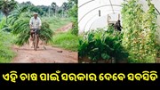 ଏହି ସବୁ ଚାଷ ପାଇଁ ସରକାର ଯୋଗାଉଛନ୍ତି ୫୦% ସବସିଡି..