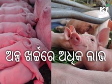 Pig Farming: ସ୍ୱଳ୍ପ ଖର୍ଚ୍ଚରେ ଅଧିକ ରୋଜଗାର