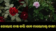 ଗୋଲାପ ଚାଷ କରି ଏବେ ମାଲେମାଲ୍ ଚାଷୀ, ପ୍ରତି ମାସରେ ଲାଭ ୪୦ ହଜାର