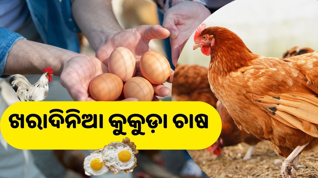 poultry farming tips for summer season pic credit @pexels.com