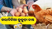 ପ୍ରଭାବିତ ହୋଇପାରେ ଖରାଦିନିଆ କୁକୁଡ଼ା ଚାଷ