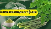 ଏହି ଶାଗ ଆପଣଙ୍କୁ ଦେବ ରୋଜଗାର  