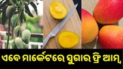 ଏବେ ମାର୍କେଟକୁ ଆସିଲା ସୁଗାର ଫ୍ରି ଆମ୍ବ, ଖାଇପାରିବେ ଡାଇବେଟିସ୍ ରୋଗୀ..