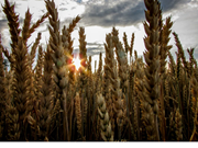 ବଢ଼ିଲା ଧାନର ସର୍ବନିମ୍ନ ସହାୟକ ମୂଲ୍ୟ