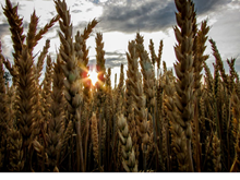 ବଢ଼ିଲା ଧାନର ସର୍ବନିମ୍ନ ସହାୟକ ମୂଲ୍ୟ ବଢ଼ିଲା ଧାନର ସର୍ବନିମ୍ନ ସହାୟକ ମୂଲ୍ୟ