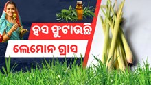 ଭାଗ୍ୟ ବଦଳାଇଦେଲା ଘାସ ଚାଷ  ଭାଗ୍ୟ ବଦଳାଇଦେଲା ଘାସ ଚାଷ