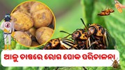 ଆଳୁ ଫସଲରେ ରୋଗ ପୋକ ନିୟନ୍ତ୍ରଣ 