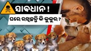 କୁକୁର କାମୁଡ଼ିଲେ ହେବ ଏହି ରୋଗ .. କୁକୁର କାମୁଡ଼ିଲେ ହେବ ଏହି ରୋଗ ..
