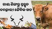 ଗାଈ ଶିଙ୍ଗରୁ ପ୍ରସ୍ତୁତ କରନ୍ତୁ ଚମତ୍କାରୀ ଜୈବିକ ଖତ, ବଢିବ ଉତ୍ପାଦନ କ୍ଷମତା  