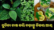 ଔଷଧୀୟ ବୃକ୍ଷ ପୁଦିନା, ଚାଷ କରି ବଢ଼ାନ୍ତୁ ନିଜର ଆୟ...