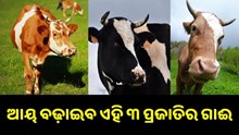 ଘରେ ପାଳନ୍ତୁ ଏହି ୩ ପ୍ରଜାତିର ଗାଈ, ବଢ଼ିବ ଆୟ...
