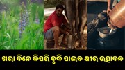 ଜାଣନ୍ତୁ, ଖରା ଦିନେ କିପରି ବୃଦ୍ଧି ପାଇବ ଗୋରୁଙ୍କ କ୍ଷୀର ଉତ୍ପାଦନ କ୍ଷମତା…