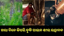 ଜାଣନ୍ତୁ, ଖରା ଦିନେ କିପରି ବୃଦ୍ଧି ପାଇବ ଗୋରୁଙ୍କ କ୍ଷୀର ଉତ୍ପାଦନ କ୍ଷମତା…