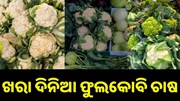 ଖରାଦିନରେ କରନ୍ତୁ ଫୁଲକୋବି ଚାଷ, ଦ୍ୱିଗୁଣିତ ହେବ ଆୟ..