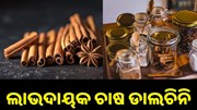 ଲାଭଦାୟକ ଚାଷ ଡାଲଚିନି, ଭଲ ରୋଜଗାର କରୁଛନ୍ତି ଚାଷୀ...