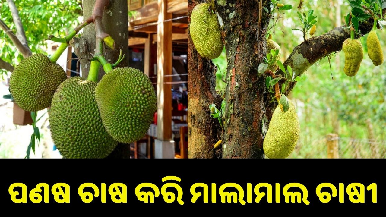 How to do jackfruit farming..pic credit: www.pexels.com