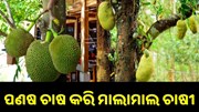ପଣଷ ଚାଷ କରି ୪ଲକ୍ଷ ଟଙ୍କା ରୋଜଗାର କରୁଛନ୍ତି ଚାଷୀ..