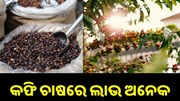 କଫି ଚାଷରେ ଲାଭ ଅନେକ, ନୂଆ ଟେକନିକରେ କରନ୍ତୁ ଚାଷ..