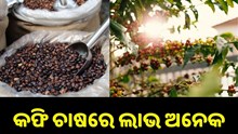 କଫି ଚାଷରେ ଲାଭ ଅନେକ, ନୂଆ ଟେକନିକରେ କରନ୍ତୁ ଚାଷ.. କଫି ଚାଷରେ ଲାଭ ଅନେକ, ନୂଆ ଟେକନିକରେ କରନ୍ତୁ ଚାଷ..