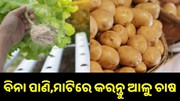 ବିନା ପାଣି,ମାଟିରେ କରନ୍ତୁ ଆଳୁ ଚାଷ, ଶିଖନ୍ତୁ ନୂଆ ଟେକନିକ୍...