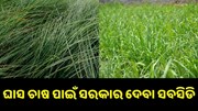 ଘାସ ଚାଷ ପାଇଁ ସରକାର ଦେବେ ବମ୍ପର ସବସିଡି, କରନ୍ତୁ ଆପ୍ଲାଏ...