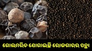 ଔଷଧୀୟ ଗୁଣରେ ଭରପୂର ଗୋଲମରିଚ ଗଛ, ଚାଷ କରି ହୁଅନ୍ତୁ ଲାଭବାନ..