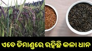 ଏବେ ଡିମାଣ୍ଡରେ ରହିଛି କଳା ଧାନ, ଚାଷ କରି ଭଲ ରୋଜଗାର କରୁଛନ୍ତି ଚାଷୀ.. ଏବେ ଡିମାଣ୍ଡରେ ରହିଛି କଳା ଧାନ, ଚାଷ କରି ଭଲ ରୋଜଗାର କରୁଛନ୍ତି ଚାଷୀ..