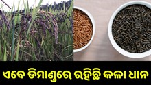 ଏବେ ଡିମାଣ୍ଡରେ ରହିଛି କଳା ଧାନ, ଚାଷ କରି ଭଲ ରୋଜଗାର କରୁଛନ୍ତି ଚାଷୀ.. ଏବେ ଡିମାଣ୍ଡରେ ରହିଛି କଳା ଧାନ, ଚାଷ କରି ଭଲ ରୋଜଗାର କରୁଛନ୍ତି ଚାଷୀ..