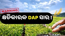 ଅଧିକ DAP ସାର ବ୍ୟବହାର କରୁଛନ୍ତି କି ? ଅଧିକ DAP ସାର ବ୍ୟବହାର କରୁଛନ୍ତି କି ?