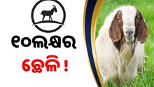 ୧୦ଲକ୍ଷ ଟଙ୍କାରେ ବିକ୍ରିହେଲା ଛେଳି,ଜାଣନ୍ତୁ, କାହିଁକି ଏତେ ଟଙ୍କା
