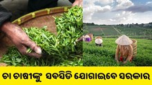 ଚା’  ଚାଷ କଲେ ସରକାର ଯୋଗାଇବେ ୫୦% ସବସିଡି ଚା’  ଚାଷ କଲେ ସରକାର ଯୋଗାଇବେ ୫୦% ସବସିଡି