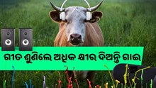 ଅଧିକ କ୍ଷୀର ଚାହୁଁଥିଲେ ଗାଈ-ମଇଁସିଙ୍କୁ ଶୁଣାନ୍ତୁ ଗୀତ....